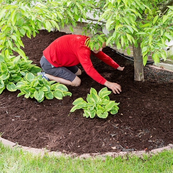 mulch installation can help retain moisture, control weeds, and insulate plant roots